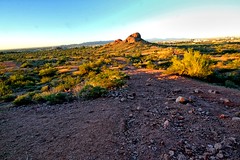 Papago at the beginning of a new day