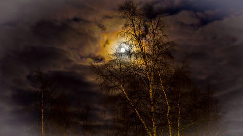 trees cloud moon tree night dark photo cloudy sweden luleå norrbottencounty