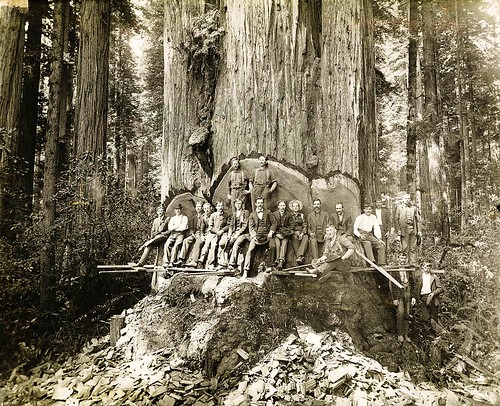california blackandwhite coast logging redwoods lumber