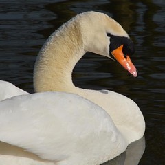 #swan