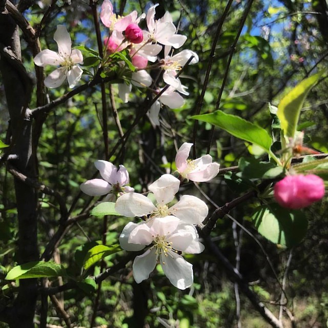 Crabapple #flowers #floweringtrees #spring #crabapple