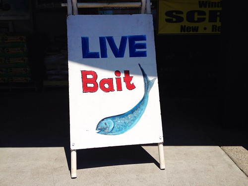 street city urban fish signs art swimming advertising landscape happy store fishing artwork view letters handpainted lettering tease naive sardine signboard stockton lure anchovy aframe hooked livebait signpainter