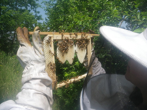 Comb started for the moon hive