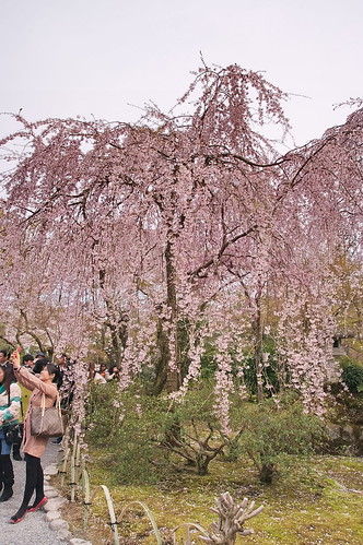 【写真】2013 桜 : 天龍寺/2020-06-17/IMGP9607