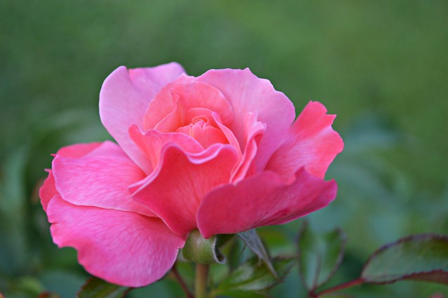 A precious rose | Flickr - Photo Sharing!