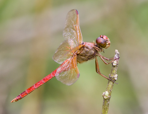 nature animal insect dragonfly wildlife 550d
