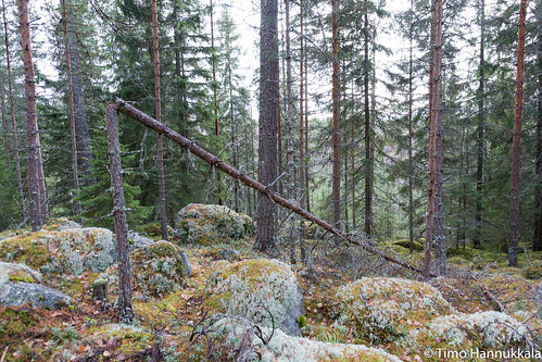 autumn nature forest finland nikon sigma fi recreation orivesi 18250 f3563 pukala pirkanmaa d7100 dcmacrooshsm