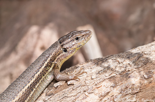 macro reptiles lagartijas psammodromus algirus