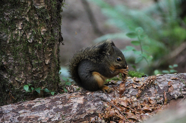 Douglas Squirrel, Olympic Peninsula, Washington