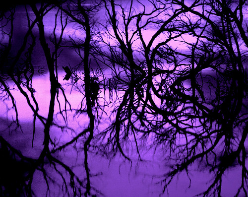 trees usa abstract reflection film water otto kodachrome wyoming np wyojones wardellreservoir nearotto