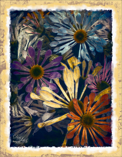 Image of Daisy Flowers in Different Colors