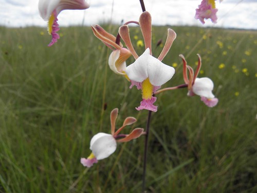 orchids against a field of yellow