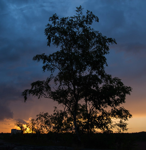sunset tree colors silhouette sweden sverige tre solnedgang darksky nyköping siluett