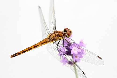 dragonfly トンボ