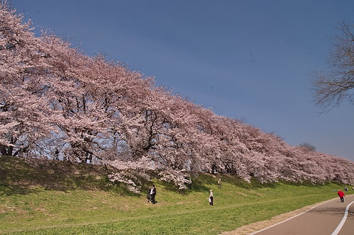【写真】2013 桜 : 背割堤/2020-03-23/IMGP9701