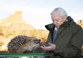 Sir David Attenborough and a scale model of the hedgehog