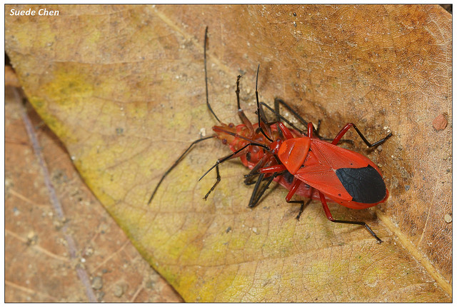 頸紅椿 Antilochus coquebertii (Fabricius, 1803) 捕食暗斑大棉紅椿 Dysdercus fuscomaculatus Stål, 1863