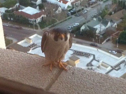 Peregrine Falcon on the ledge