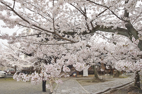 【写真】2014 桜 : 立本寺/2020-03-01/IMGP5741