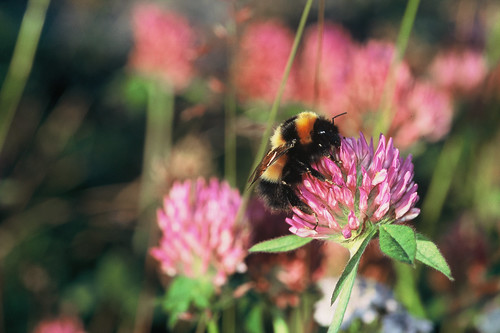 歐洲體型第二大的大黃蜂(Photo: Göran Holmström/IUCN)
