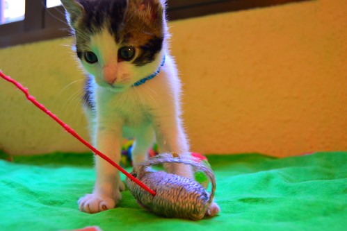 Goyo, gatito blanco y pardo juguetón y muy guapo, nacido en Marzo´14, busca hogar. Valencia. ADOPTADO. 13883188394_ab98763530