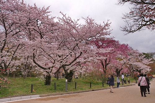 【写真】2013 桜 : 京都府立植物園/2020-12-16/IMGP9449