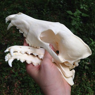 BONELUST PERSONAL COLLECTION: Here's that same coyote skull I posted a while ago that someone glued the skull & mandible together with an awful brown glue. It only took a few days soaking in a peroxide bath to pop it off & for the mandible to come back ap