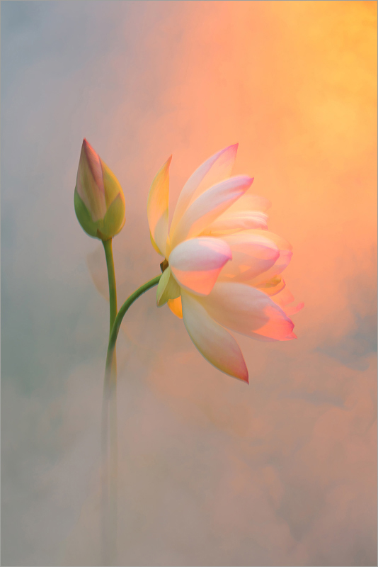 Lotus Flower Surreal Series - DD0A2600-3-1000-bz