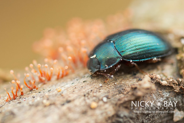 Darkling Beetle (Platydema sp.) - DSC_1680