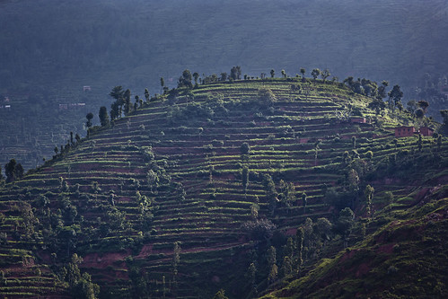 nepal green nature field landscape hill