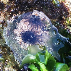 I found sea anemones in a tiny tide pool