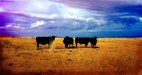 arizona cattle beef bull willcox blackangus cochisecounty cattlecountry arizonaranches