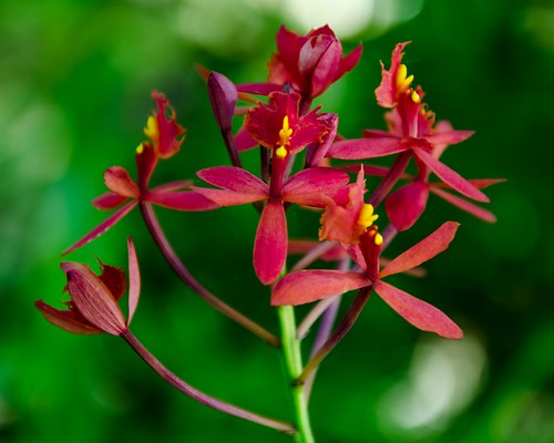 Crucefix orchid.