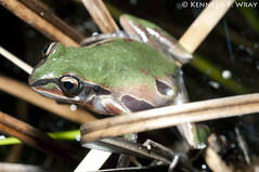 Ornate Chorus Frog