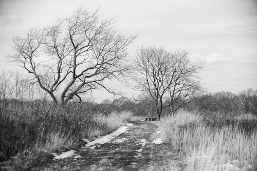 leica blackandwhite newyork monochrome beauty landscape scenic style rangefinder longisland noctilux tidal asph shelterisland creeks mashomackpreserve nocti leicam9 noctiluxm50mmf095asph leicaimages