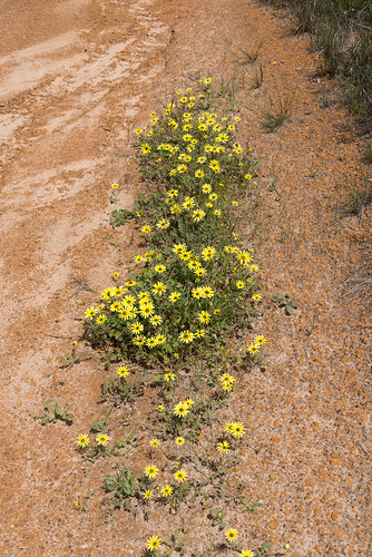 flower yellow nikon australia daisy roadside westernaustralia senecio d600 2013 nikond600 badgingarra nikonfx