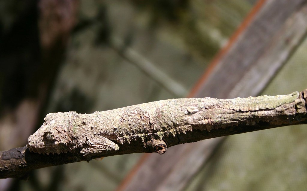 Cameleon marozevo déguisé en branche