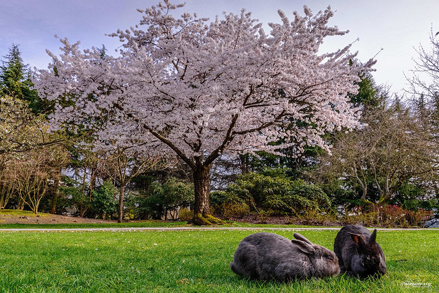 Blossoms and Rabbits