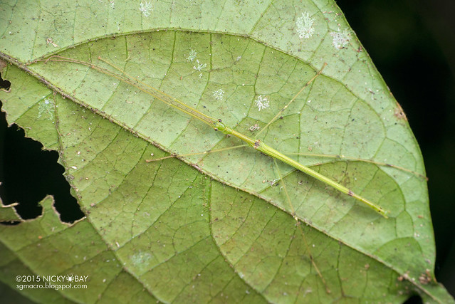 Stick insect (Phasmatodea) - DSC_5541