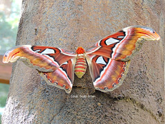 Atlas Moth-Malaysia