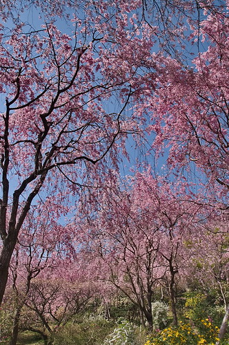【写真】2013 桜 : 原谷苑（２）/2021-02-05/IMGP9985