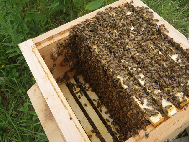 box full of bees