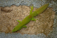 Fan-tailed Day Gecko (Phelsuma serraticauda) (captive specimen)