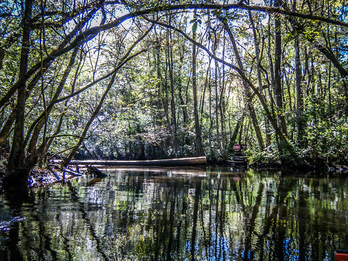river southcarolina kayaking swamp paddling aikencounty aikenstatepark southedistoriver