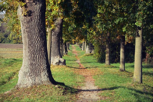 autumn trees brown tree green nature leaves way deutschland laub herbst natur grün braun bäume baum weg straubing hartp