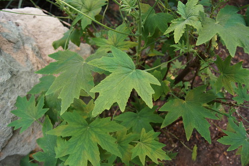 Pelargonium hispidum