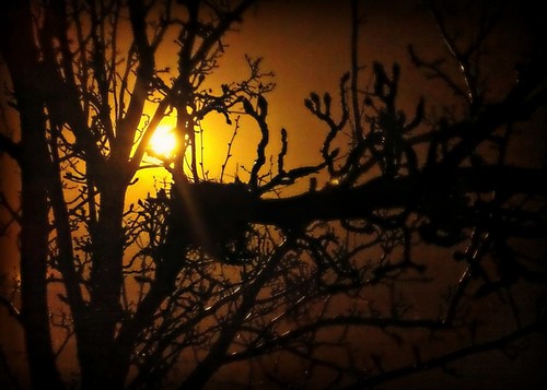 sunset sun tree nest