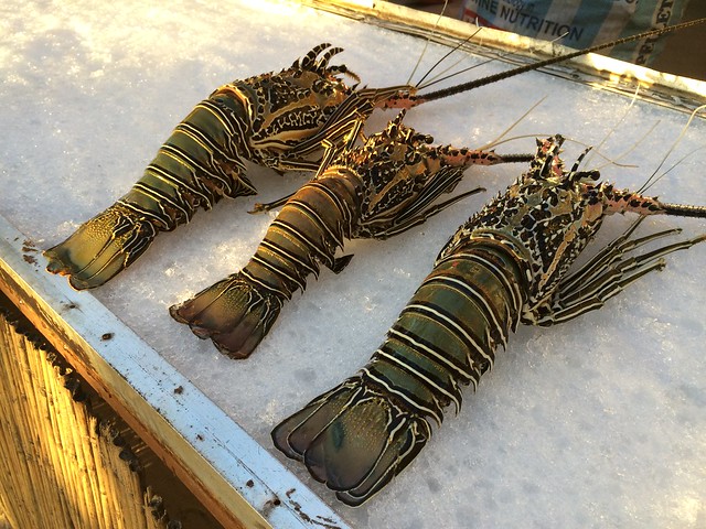 Green lobsters