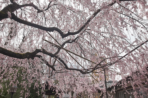 【写真】2014 桜 : 水火天満宮/2020-06-15/IMGP5660