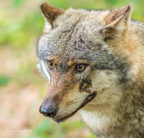 nature fauna germany mammal bayern wolf wildlife mammals europeanwolf neuschönau canislupuslupus eurasianwolf commonwolf landmammals middlerussianforestwolf